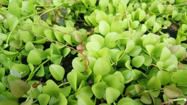 Trailing String of Nickels plant in a hanging pot