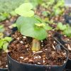 Indoor Dioscorea Elephantipes plant placed near a sunny window.