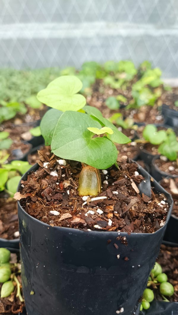 Indoor Dioscorea Elephantipes plant placed near a sunny window.