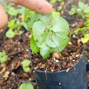 Dioscorea Elephantipes growing outdoors with climbing vines and textured caudex.