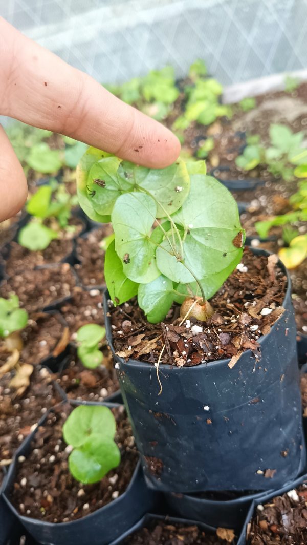 Dioscorea Elephantipes growing outdoors with climbing vines and textured caudex.