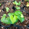 Potted Dioscorea Elephantipes plant displayed on a modern office desk.