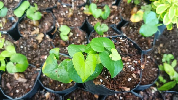 Potted Dioscorea Elephantipes plant displayed on a modern office desk.