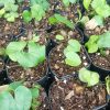 Close-up of Dioscorea Elephantipes, also known as Elephant’s Foot, in a decorative pot.