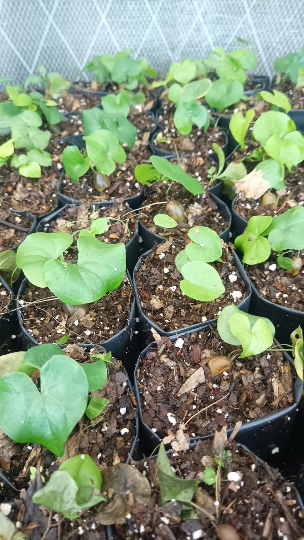 Close-up of Dioscorea Elephantipes, also known as Elephant’s Foot, in a decorative pot.