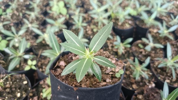 Pachypodium Horombense displayed on a modern office desk.