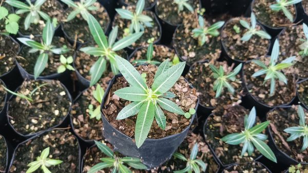 Group of plants including Pachypodium Horombense in a garden.