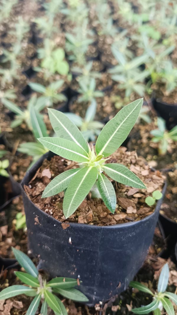 Close-up of Pachypodium Horombense succulent with glossy leaves.