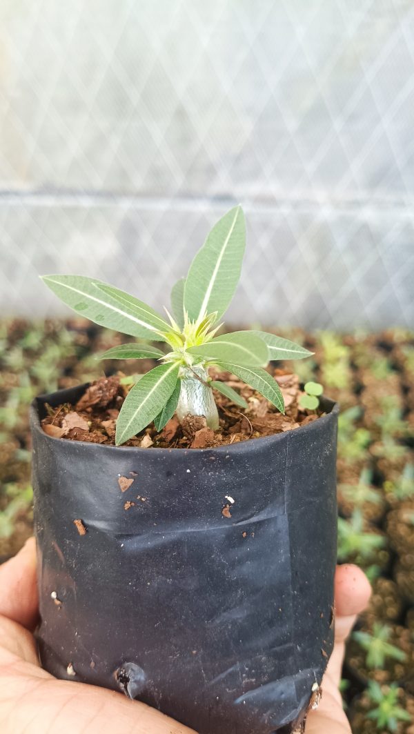 Side view of a Pachypodium Horombense highlighting its structure.