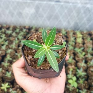 Hands watering a Pachypodium Horombense in a pot.