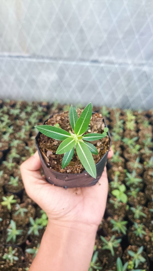 Hands watering a Pachypodium Horombense in a pot.