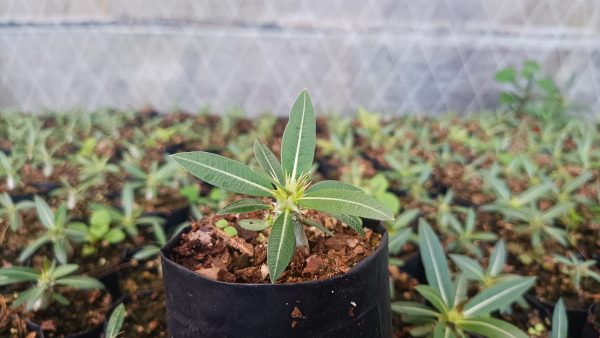 Young Pachypodium Horombense plant in a decorative pot.