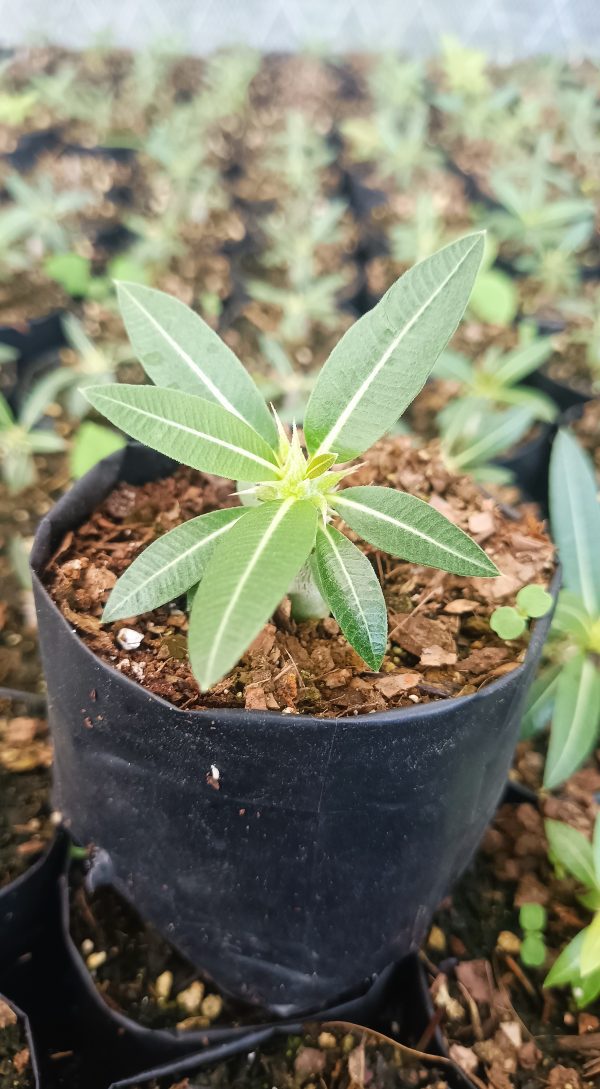 Bright sunlight illuminating Pachypodium Horombense leaves.