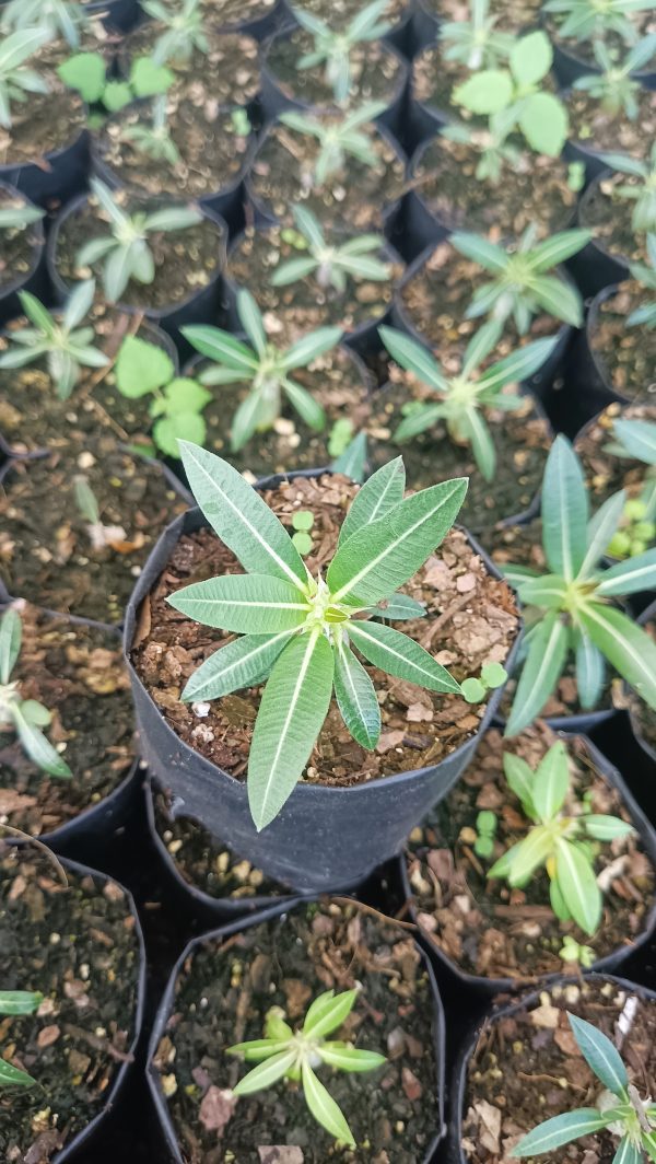 Outdoor garden setting featuring a Pachypodium Horombense.