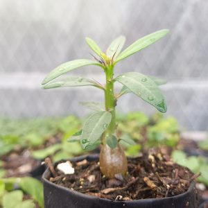 "Pachypodium Succulentum with thick trunk and green leaves in a decorative pot"