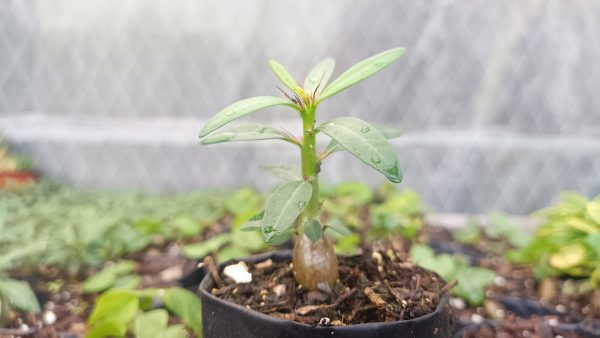 "Pachypodium Succulentum with thick trunk and green leaves in a decorative pot"