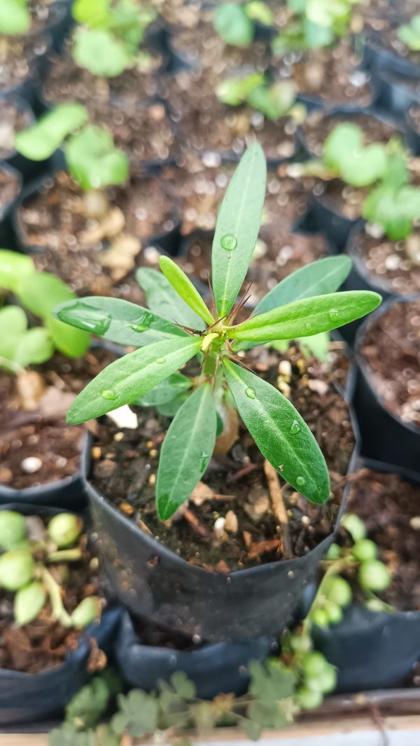 "Close-up of Pachypodium Succulentum's vibrant green foliage"