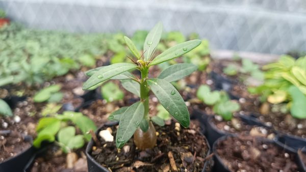 "Pachypodium Succulentum on a windowsill, with indirect sunlight"