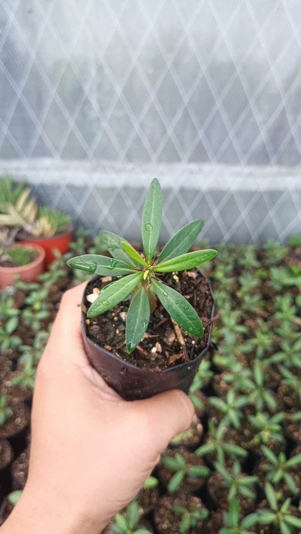 Healthy Pachypodium Succulentum growing in an outdoor garden"