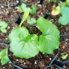 Dioscorea Elephantipes plant with turtle-like caudex and heart-shaped leaves.
