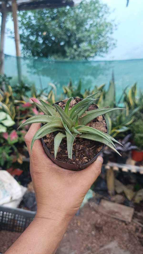 A close-up shot of Haworthia Angustifolia’s detailed leaves.