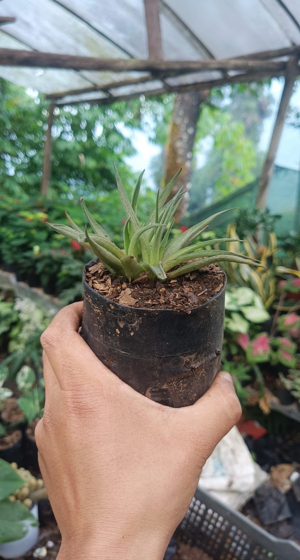 Haworthia Angustifolia placed on a desk with office supplies.