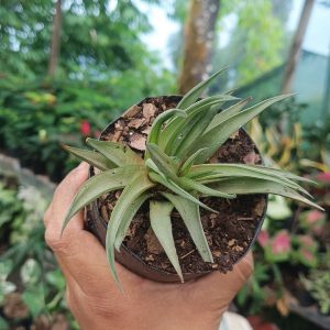 Close-up of Haworthia Angustifolia succulent with long, slender green leaves.