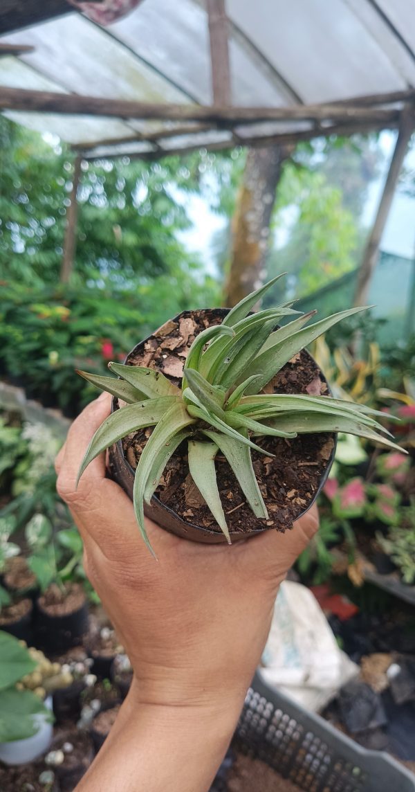 Close-up of Haworthia Angustifolia succulent with long, slender green leaves.