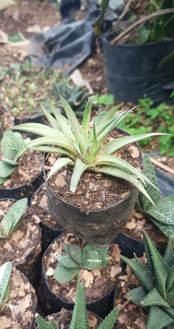 Haworthia Angustifolia in a modern living room with plants around it.