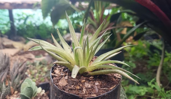 A vibrant pot of Haworthia Angustifolia on a coffee table.