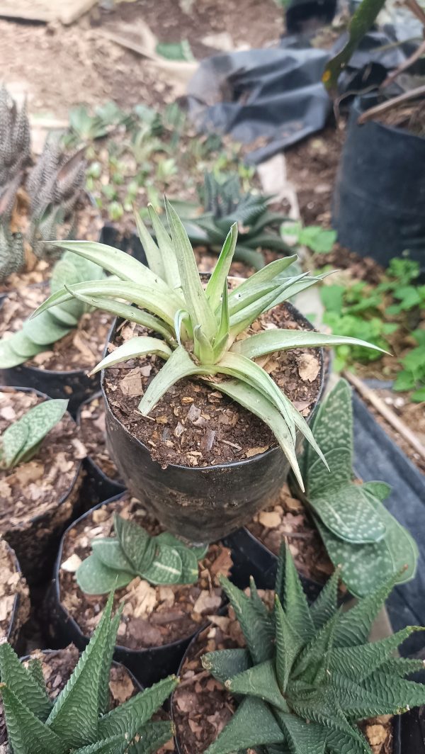 Haworthia Angustifolia succulent among decorative rocks in a garden.