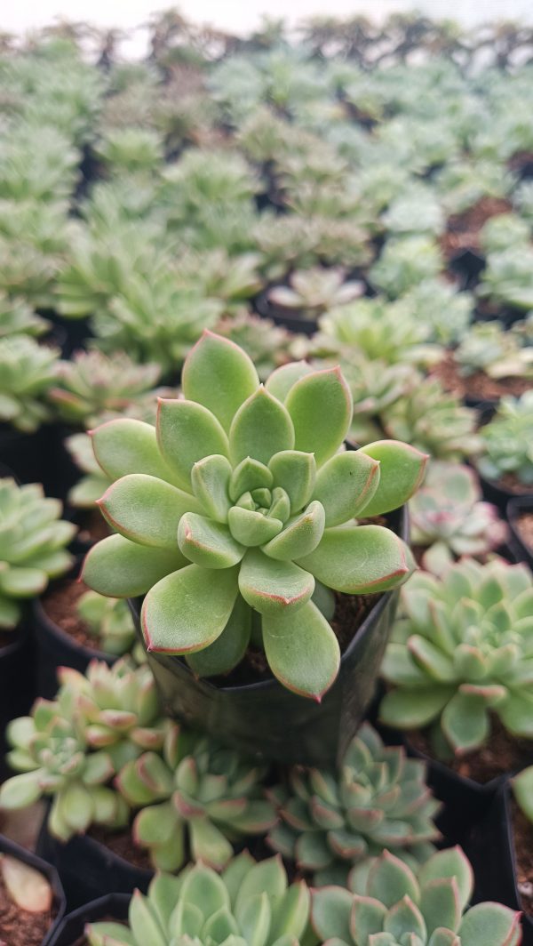 A potted Echeveria Royal Green on a desk with office supplies.