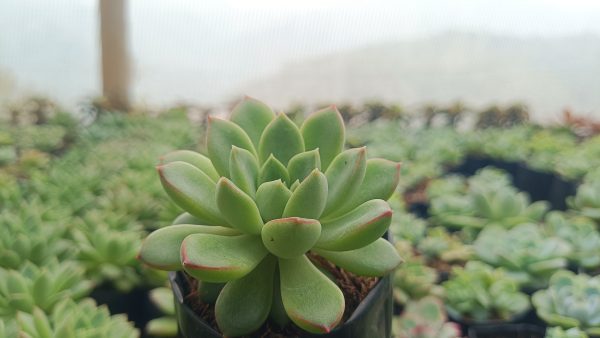 Echeveria Royal Green on a sunny windowsill.