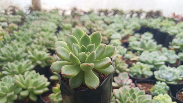 Echeveria Royal Green surrounded by decorative stones in a garden.