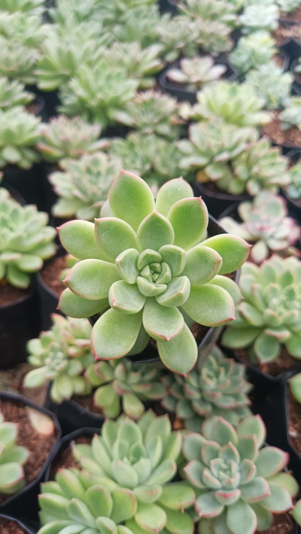 Close-up of Echeveria Royal Green succulent with vibrant green leaves.