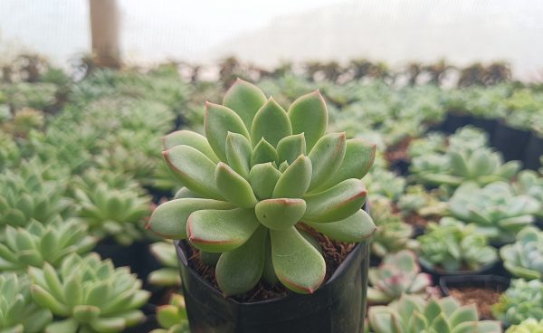 A close-up of Echeveria Royal Green leaves showing their vibrant green texture.