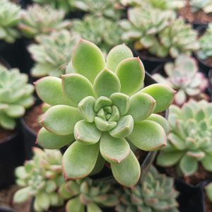 Echeveria Royal Green in a decorative pot beside a cozy reading nook.