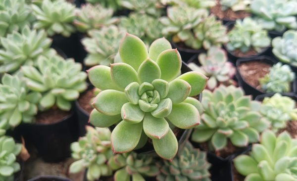 Echeveria Royal Green in a decorative pot beside a cozy reading nook.