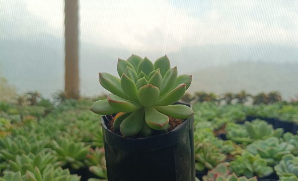 : Echeveria Royal Green with raindrops on its leaves.