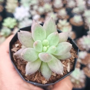 Close-up of Pachyphytum Hybrid succulent with plump, pastel-colored leaves.