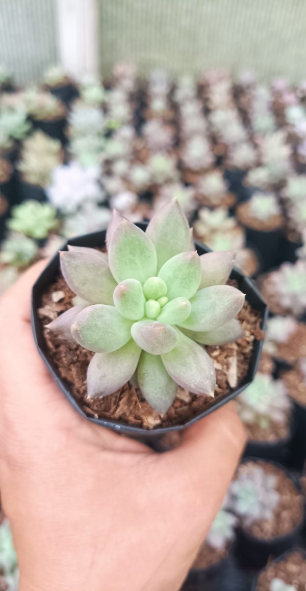 Close-up of Pachyphytum Hybrid succulent with plump, pastel-colored leaves.