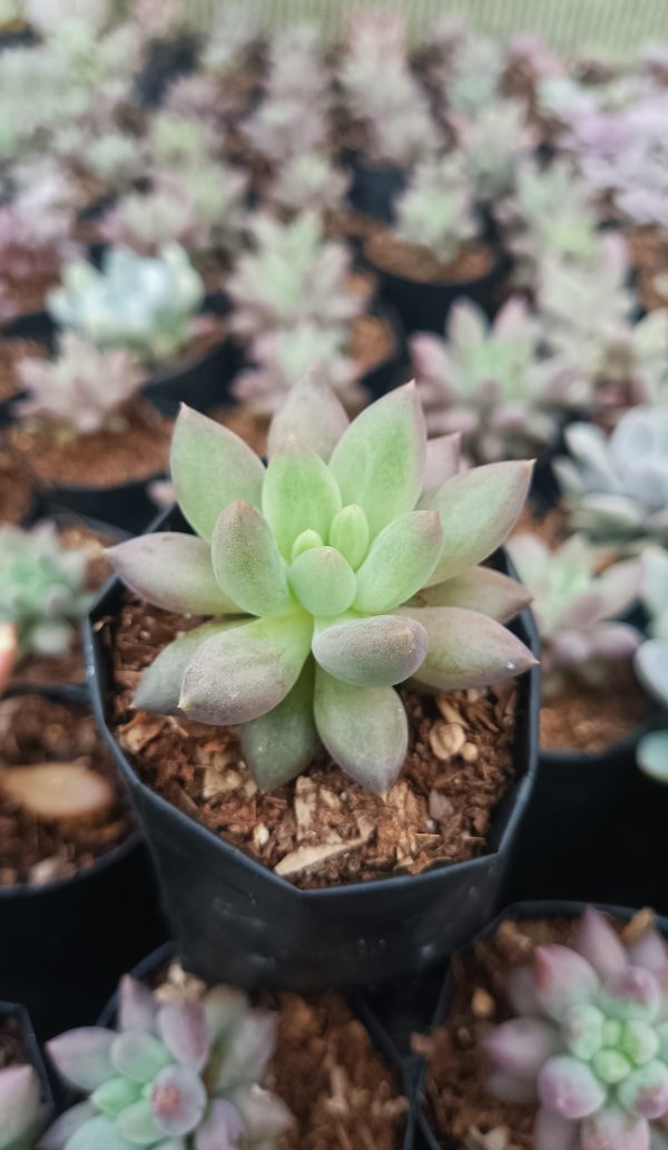 Pachyphytum Hybrid in a decorative pot on a windowsill.