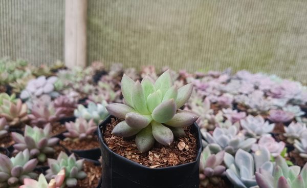 Pachyphytum Hybrid displayed in a minimalist white pot on a shelf.