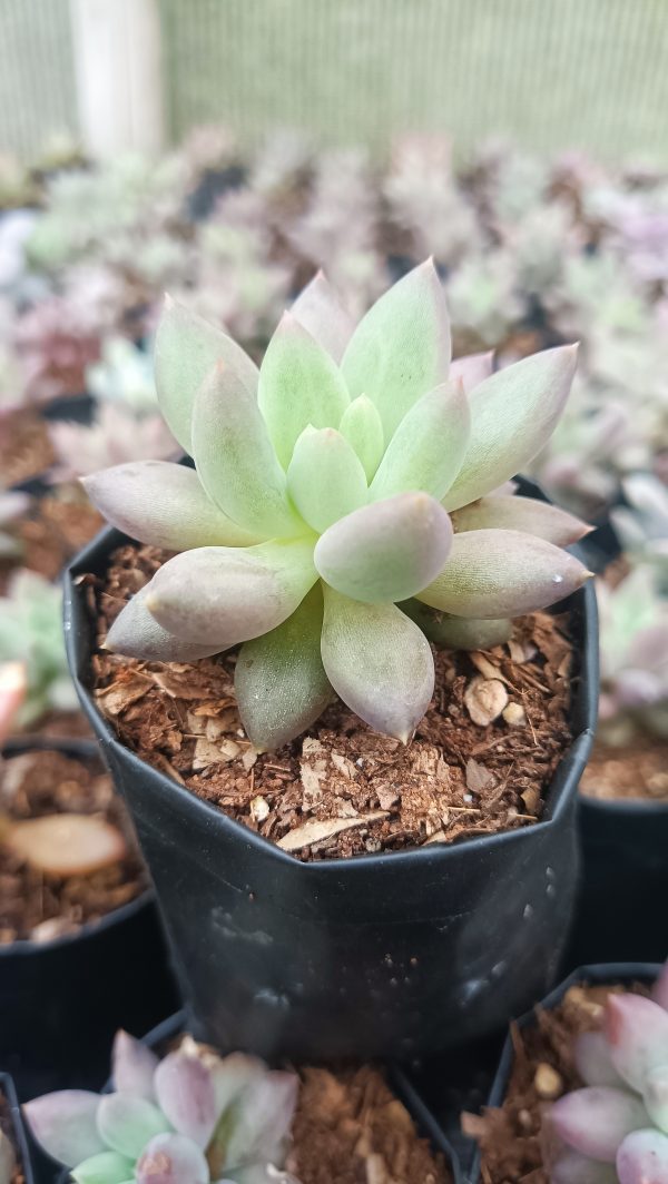 Pachyphytum Hybrid surrounded by other succulents in a garden.