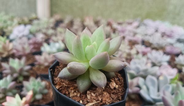 Pachyphytum Hybrid in a terracotta pot on a wooden table.