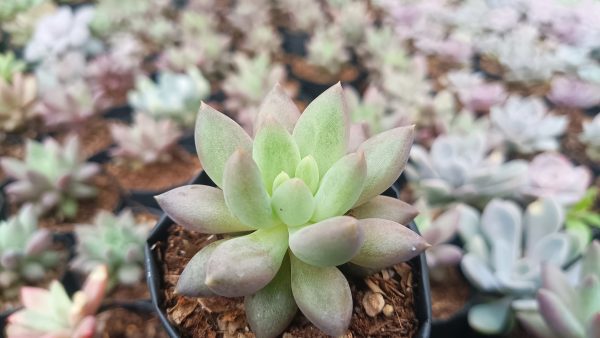 Pachyphytum Hybrid with soft lavender hues and rounded leaves.