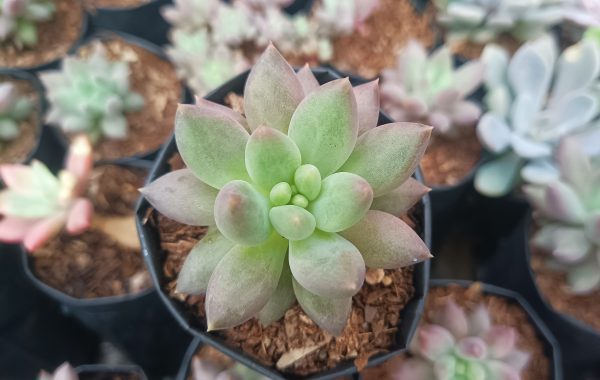 Pachyphytum Hybrid succulent in a colorful garden setting.