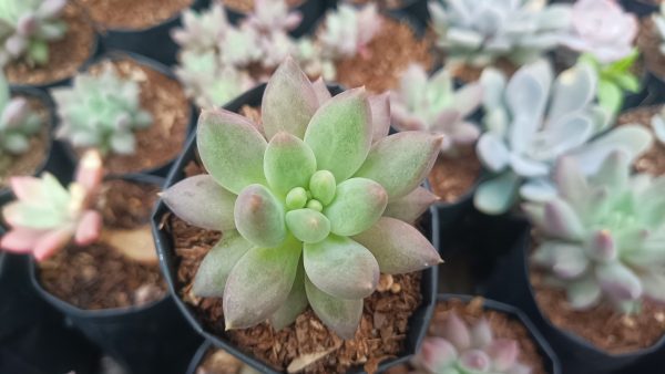 A top-down view of Pachyphytum Hybrid in a decorative container.