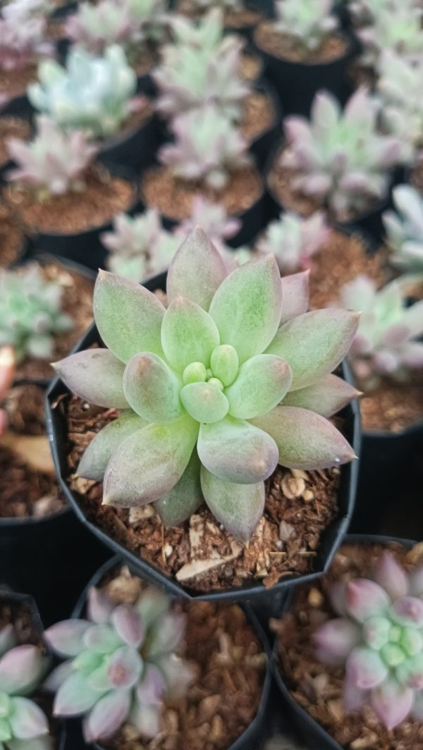 Pachyphytum Hybrid in a modern office space with minimal decor.