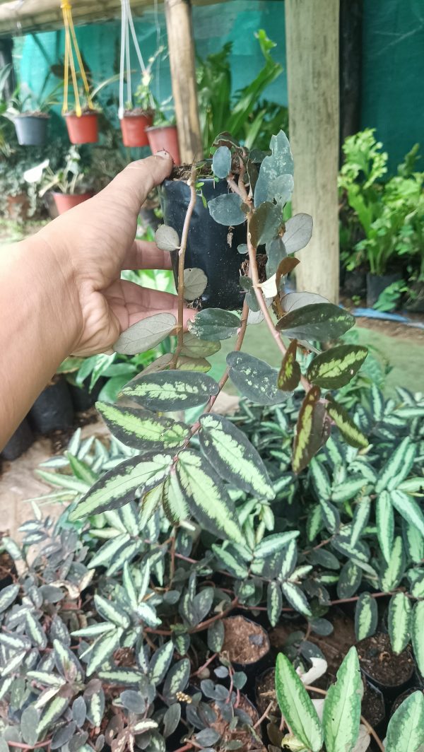 Pellionia Repens plant cascading down from a hanging basket.